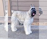 Puppy Puppy 2 Schnauzer (Giant)