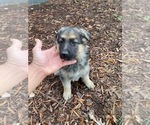 Small Photo #10 German Shepherd Dog Puppy For Sale in RIVERDALE, MD, USA