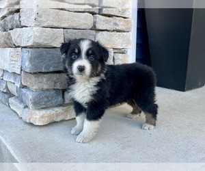 Australian Shepherd Puppy for sale in LODA, IL, USA
