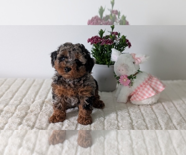 Medium Photo #12 Poodle (Miniature) Puppy For Sale in GOSHEN, IN, USA