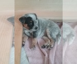 Small Photo #3 Australian Cattle Dog Puppy For Sale in CORA, WY, USA