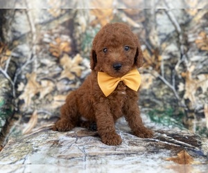 Goldendoodle (Miniature) Puppy for sale in LAKELAND, FL, USA