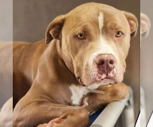 American Staffordshire Terrier-Unknown Mix Dogs for adoption in Lake Forest, CA, USA