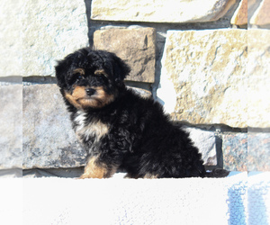 Aussiedoodle Miniature  Puppy for sale in MORGANTOWN, PA, USA