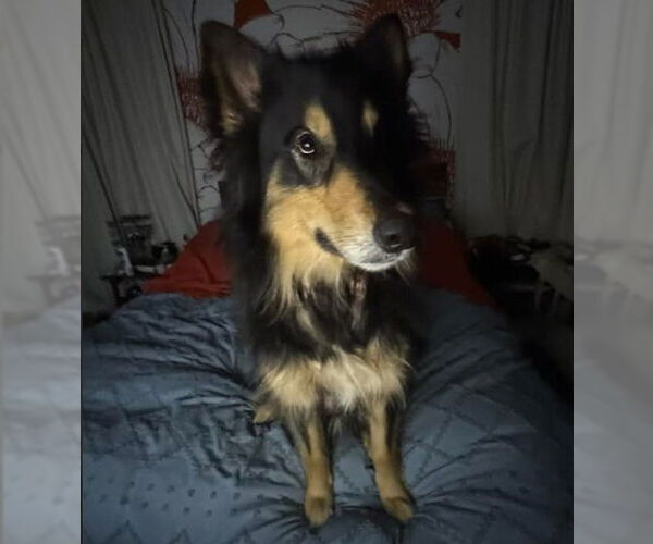 Medium Photo #3 Scottish Collisky Puppy For Sale in Canton, CT, USA