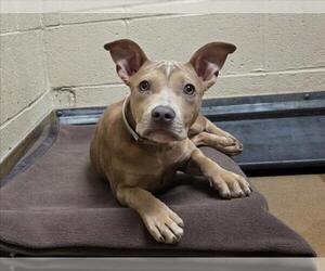 Mutt Dogs for adoption in Martinez, CA, USA