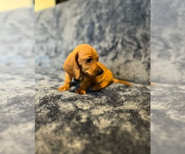 Medium Photo #2 Dachshund Puppy For Sale in SAN DIEGO, CA, USA