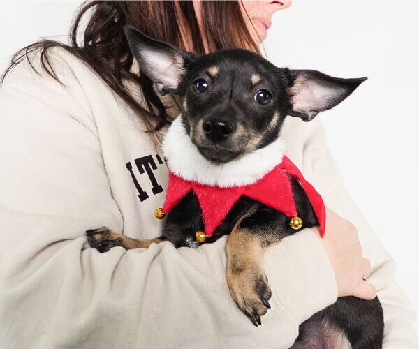 Medium Photo #2 Chipin Puppy For Sale in phoenix, AZ, USA