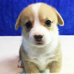 Small Photo #5 Pembroke Welsh Corgi Puppy For Sale in SEATTLE, WA, USA