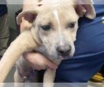 LARRY - Male Mutt Dog for Adoption - Small photo