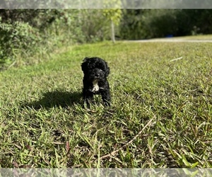 Portuguese Watchdog Puppy for sale in MERRITT IS, FL, USA