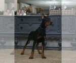 Small Photo #59 Doberman Pinscher Puppy For Sale in WARSAW, IN, USA