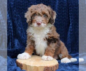 Bernedoodle (Miniature) Puppy for sale in NARVON, PA, USA