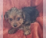 Small Photo #44 Yorkshire Terrier Puppy For Sale in AKRON, OH, USA