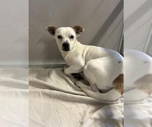 Mutt Dogs for adoption in San Antonio, TX, USA