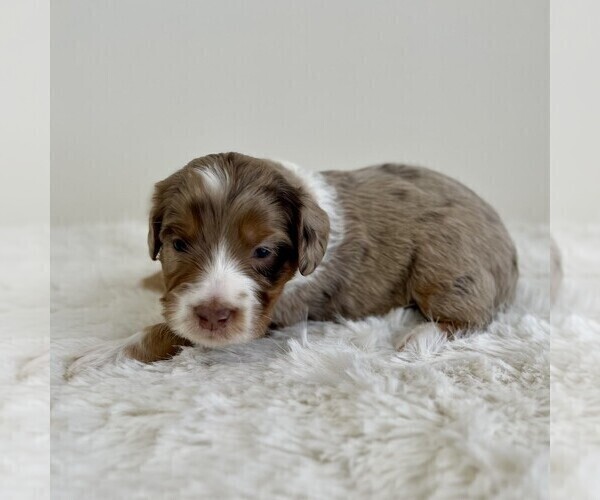 Medium Photo #7 Aussiedoodle Miniature -Miniature Bernedoodle Mix Puppy For Sale in CULPEPER, VA, USA