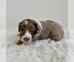 Small #6 Aussiedoodle Miniature -Miniature Bernedoodle Mix