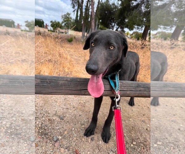 Medium Photo #1 Labrador Retriever-Unknown Mix Puppy For Sale in San Diego, CA, USA