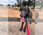 Small Labrador Retriever Mix