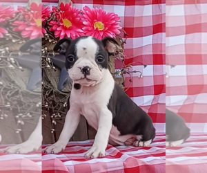 Boston Terrier Puppy for sale in FREDERICKSBURG, OH, USA