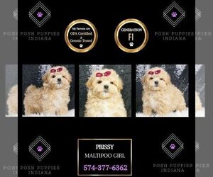 Maltipoo Puppy for sale in WARSAW, IN, USA