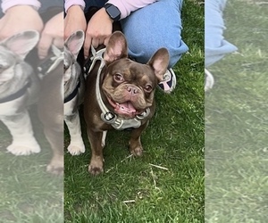 Mother of the French Bulldog puppies born on 01/11/2025