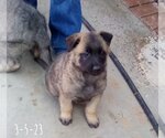 Small #13 German Shepherd Dog Mix