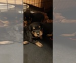 Small Photo #2 Rottweiler Puppy For Sale in GREENFIELD, IL, USA