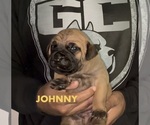 Image preview for Ad Listing. Nickname: Litter of 4