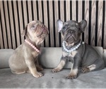 Small #9 French Bulldog