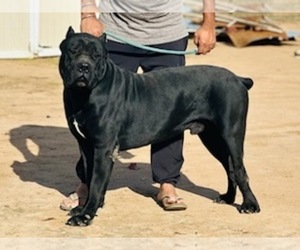 Mother of the Cane Corso puppies born on 10/05/2022