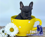 Puppy Ennui French Bulldog