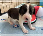 Small #1 Great Pyrenees