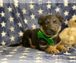 Small #3 Australian Shepherd-German Shepherd Dog Mix