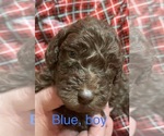 Small Photo #15 Doodle-Goldendoodle Mix Puppy For Sale in FAISON, NC, USA