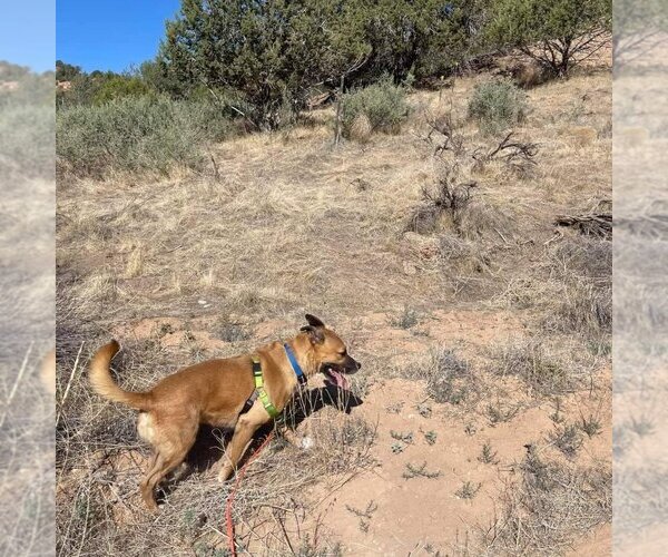 Medium Photo #12 Black Mouth Cur-Boxer Mix Puppy For Sale in Kanab, UT, USA