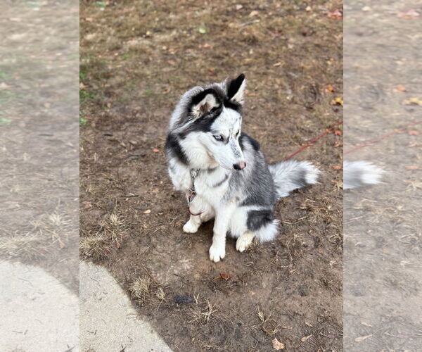Medium Photo #3 Siberian Husky Puppy For Sale in Cumming, GA, USA