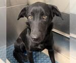 Small Photo #3 Labrador Retriever-Unknown Mix Puppy For Sale in San Diego, CA, USA
