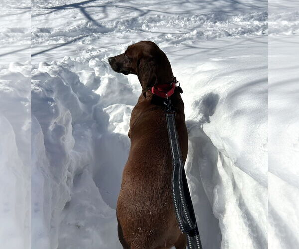 Medium Photo #4 Coonhound-Unknown Mix Puppy For Sale in Wakefield, RI, USA