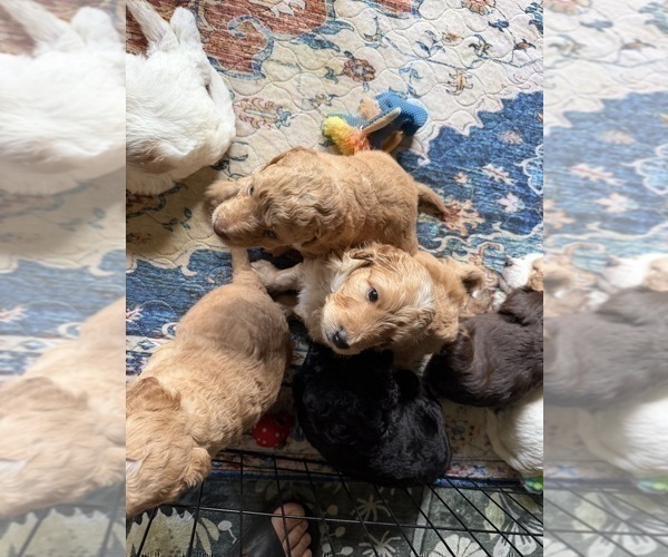 Medium Photo #11 Aussiedoodle Puppy For Sale in ASHEVILLE, NC, USA
