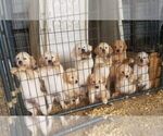 Small Photo #2 Golden Retriever Puppy For Sale in MOUNT CRAWFORD, VA, USA