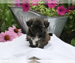 Shih Tzu Puppy for sale in MILLERSBURG, OH, USA