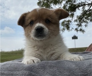 Medium Pembroke Welsh Corgi