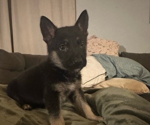 German Shepherd Dog Puppy for sale in STOCKDALE, TX, USA