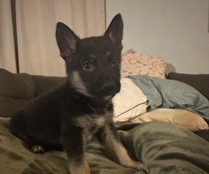 German Shepherd Dog Puppy for Sale in STOCKDALE, Texas USA