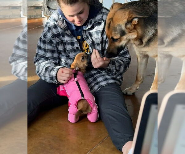 Medium Photo #7 Mutt Puppy For Sale in Plymouth, MN, USA