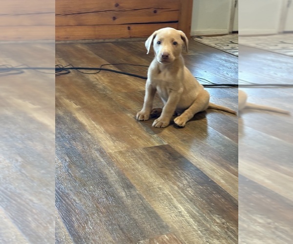 Medium Photo #44 Labrador Retriever Puppy For Sale in LEASBURG, MO, USA