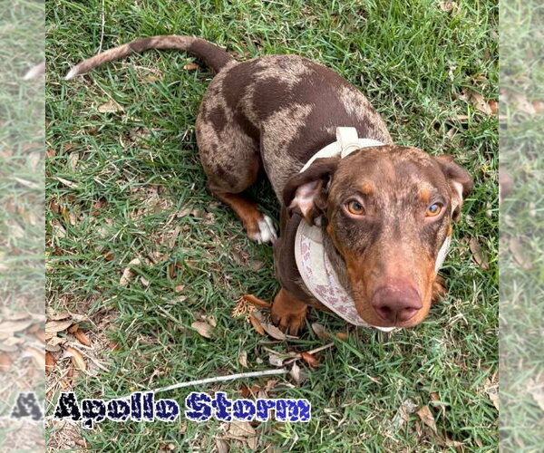 Medium Photo #10 Dachshund Puppy For Sale in San Antonio, TX, USA