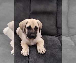 German Shepherd Dog-Unknown Mix Dogs for adoption in RUSK, TX, USA