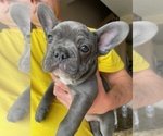 Small #3 French Bulldog